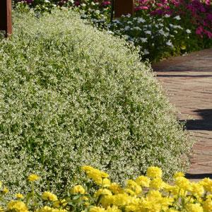 Euphorbia graminea <br>EUPHORBIA GLAMOUR IMPROVED - Image 4