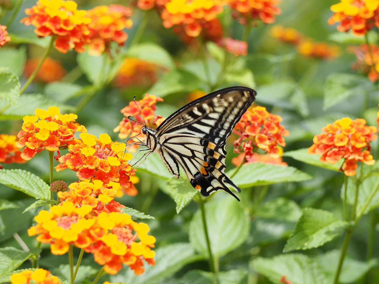 Lantana camara <br>LANTANA MIX - Image 19