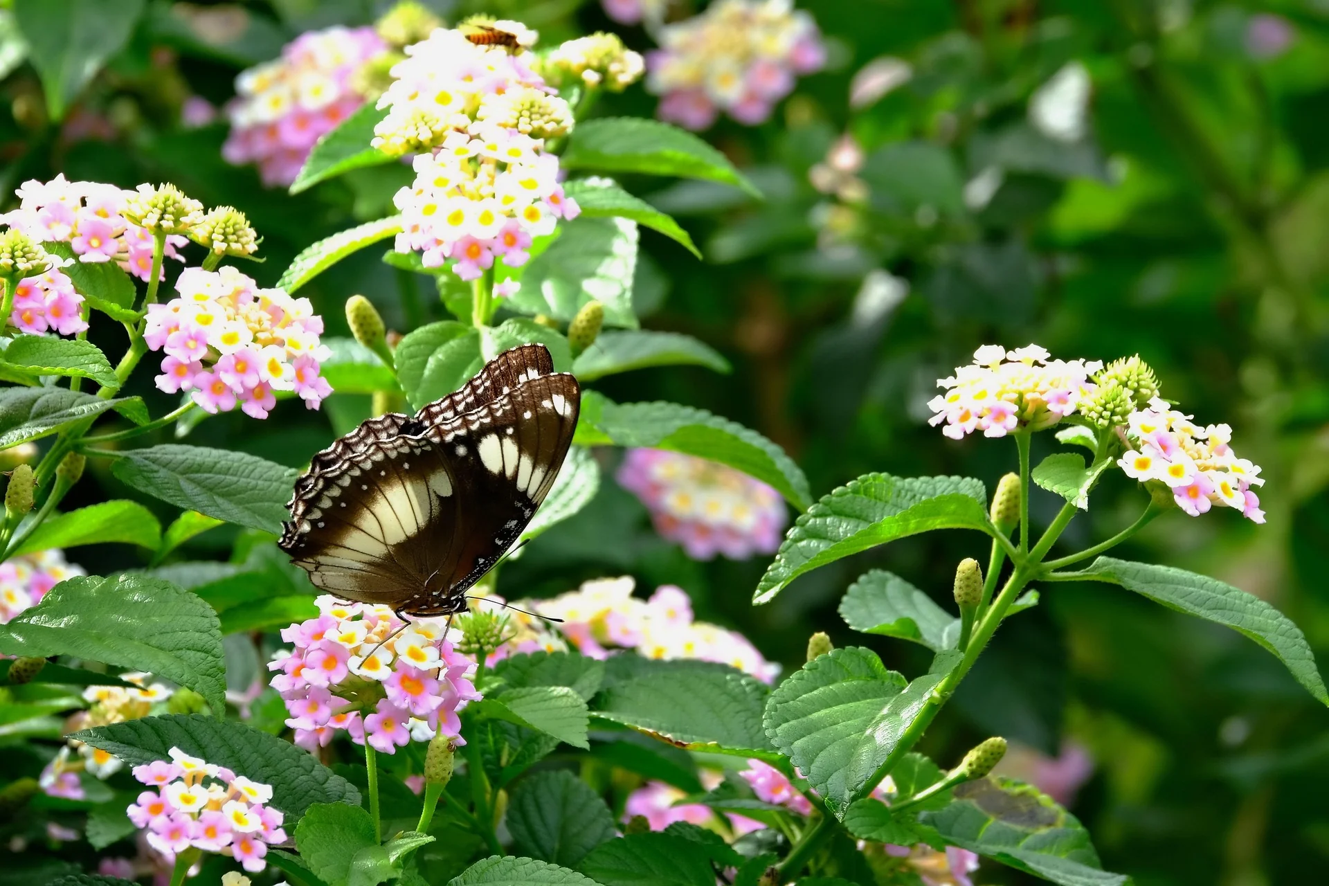 Lantana camara <br>LANTANA MIX - Image 3