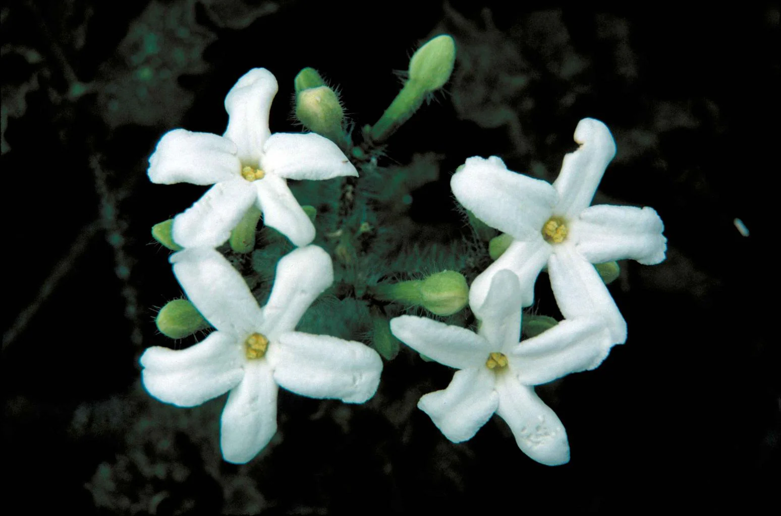 Mitchella repens <br>PARTRIDGE BERRY - Image 4