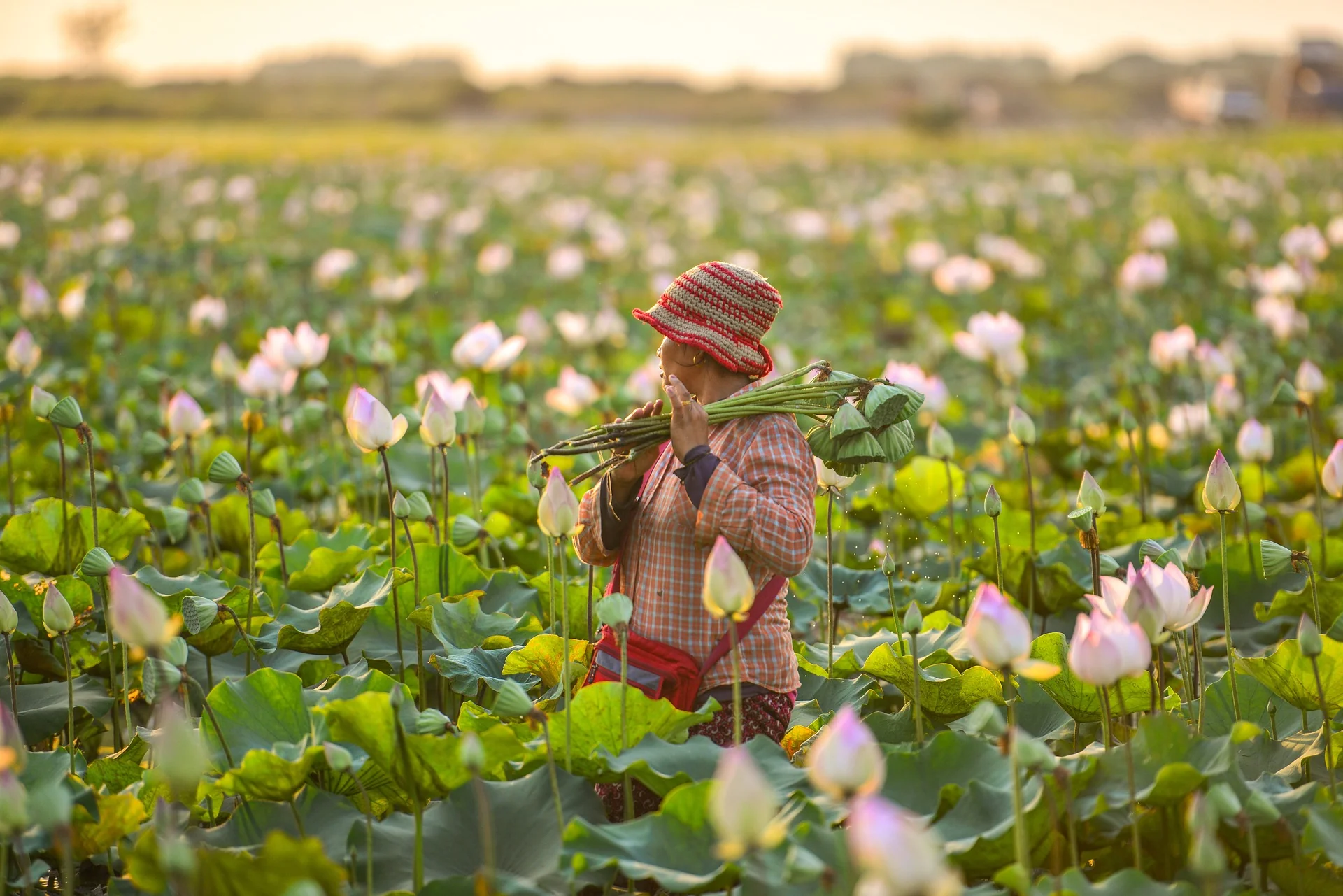 Nelumbo nucifera <br>PINK SACRED WATER LOTUS - Image 12