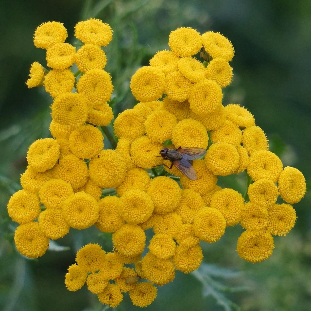 Tanacetum <br>SUNNY BALL FEVERFEW - Image 4