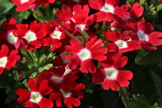 Verbena hybrida <br>VERBENA MIX - Image 14