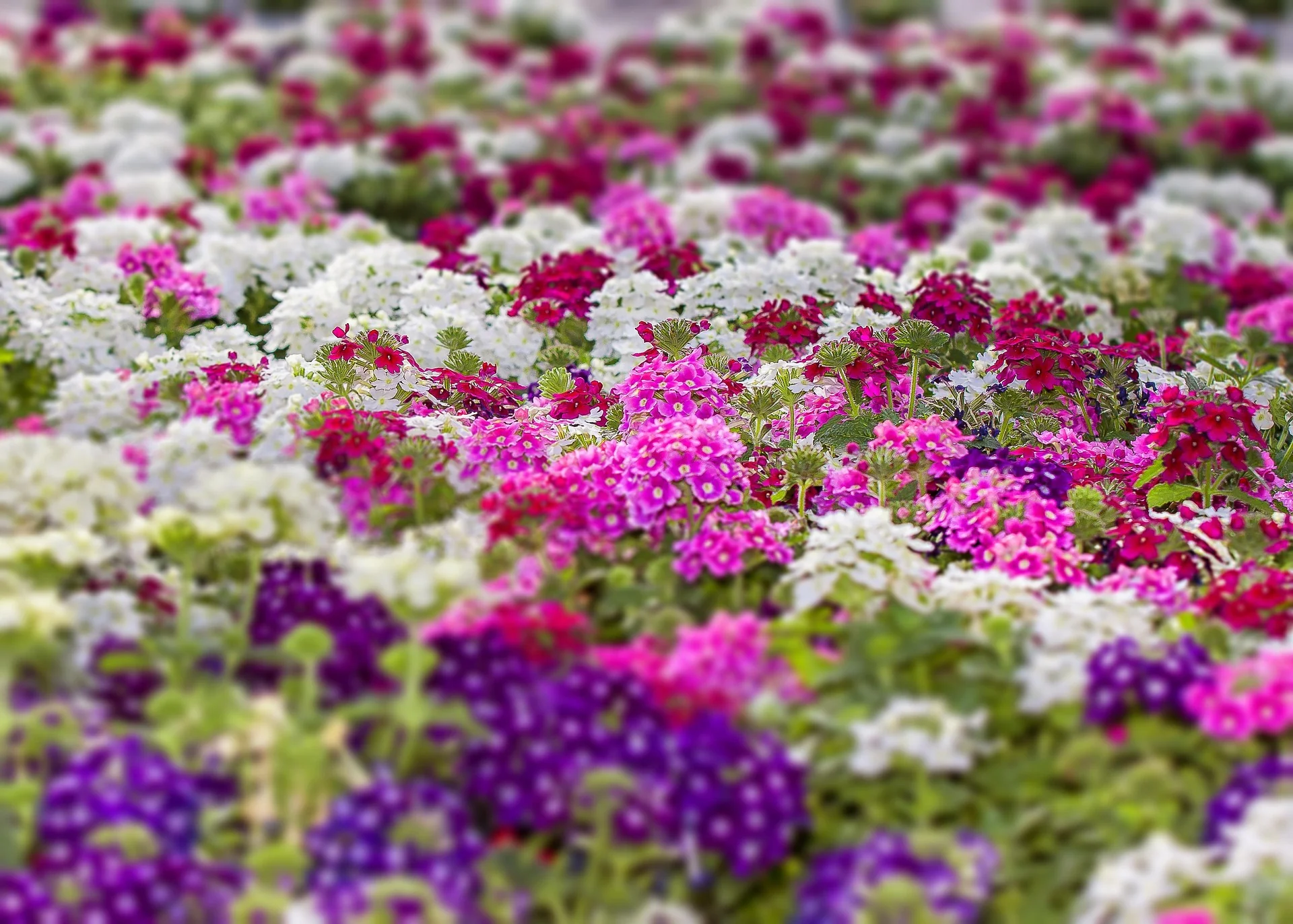 Verbena hybrida <br>VERBENA MIX - Image 4