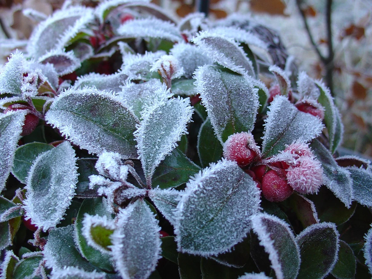 Gaultheria procumbens <br>WINTERGREEN AMERICAN, CHECKERBERRY, TEABERRY, BOXBERRY - Image 4